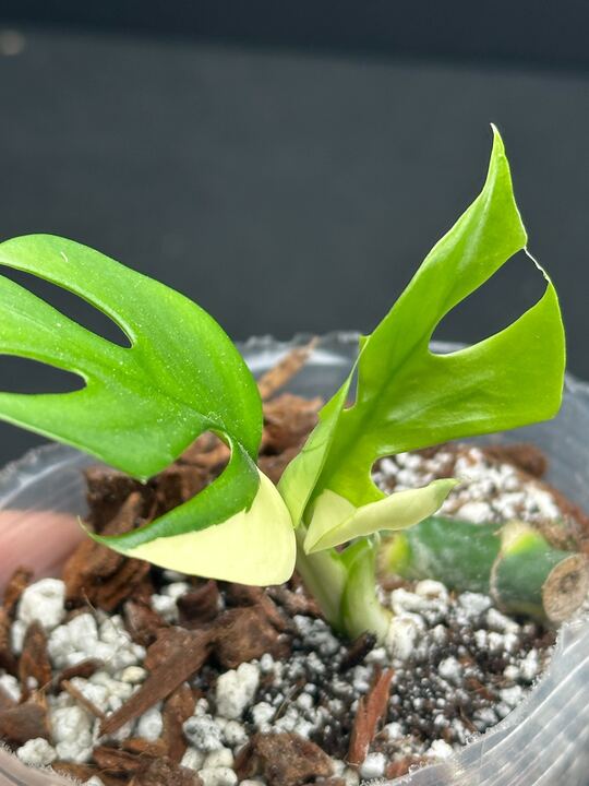 *Rhaphidophora tetrasperma variegated 2 Leaves Multiple Nodes Rooted