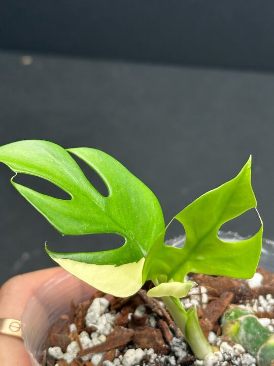 *Rhaphidophora tetrasperma variegated 2 Leaves Multiple Nodes Rooted