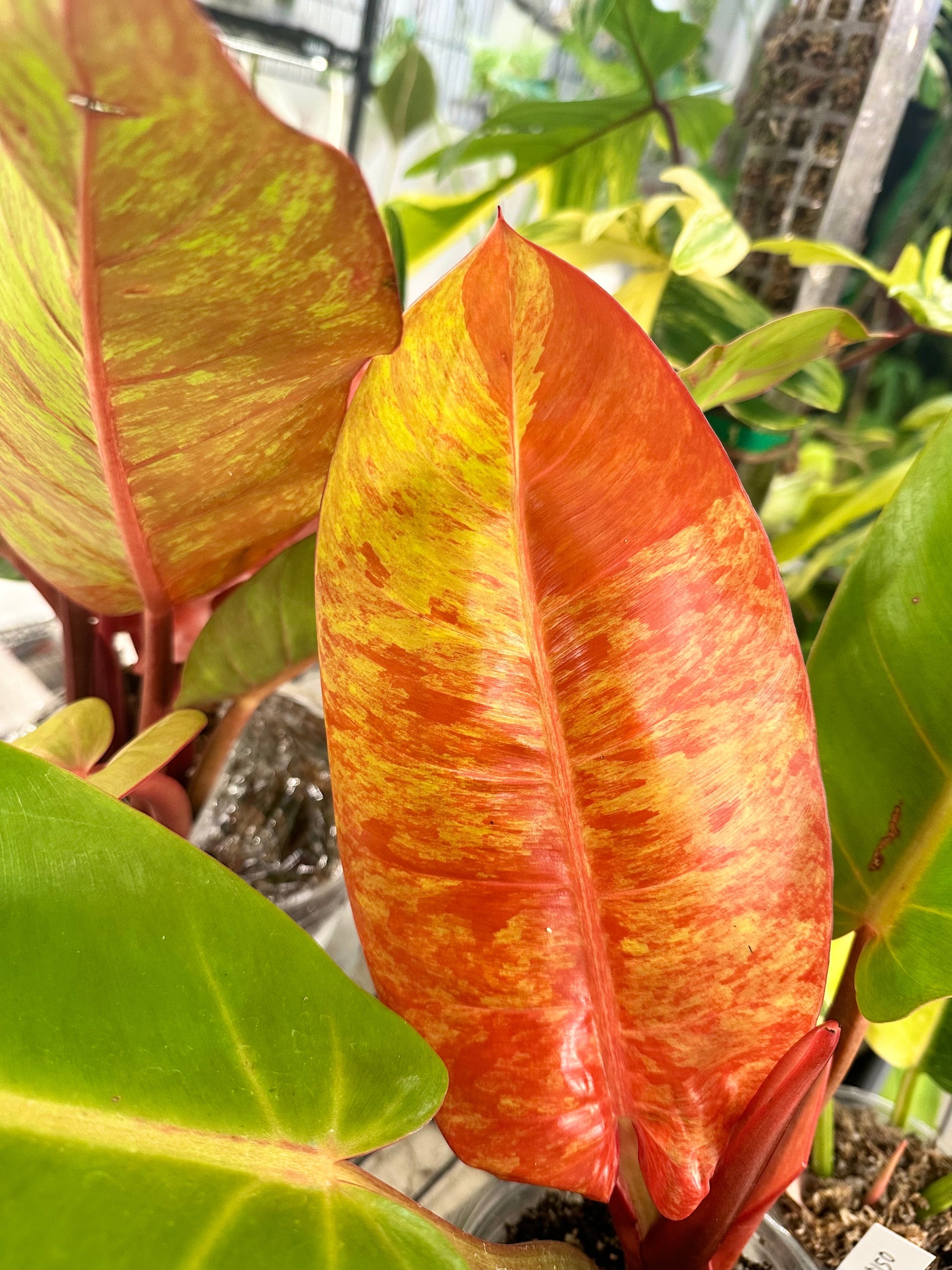 Philodendron Prince of Orange Variegated node with sprout
