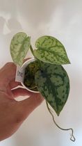 Scindapsus silver lady 3 leaves and 1 new growth $50