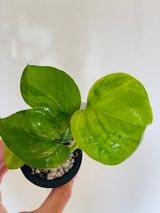 Global Green Pothos