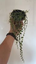 String of turtles