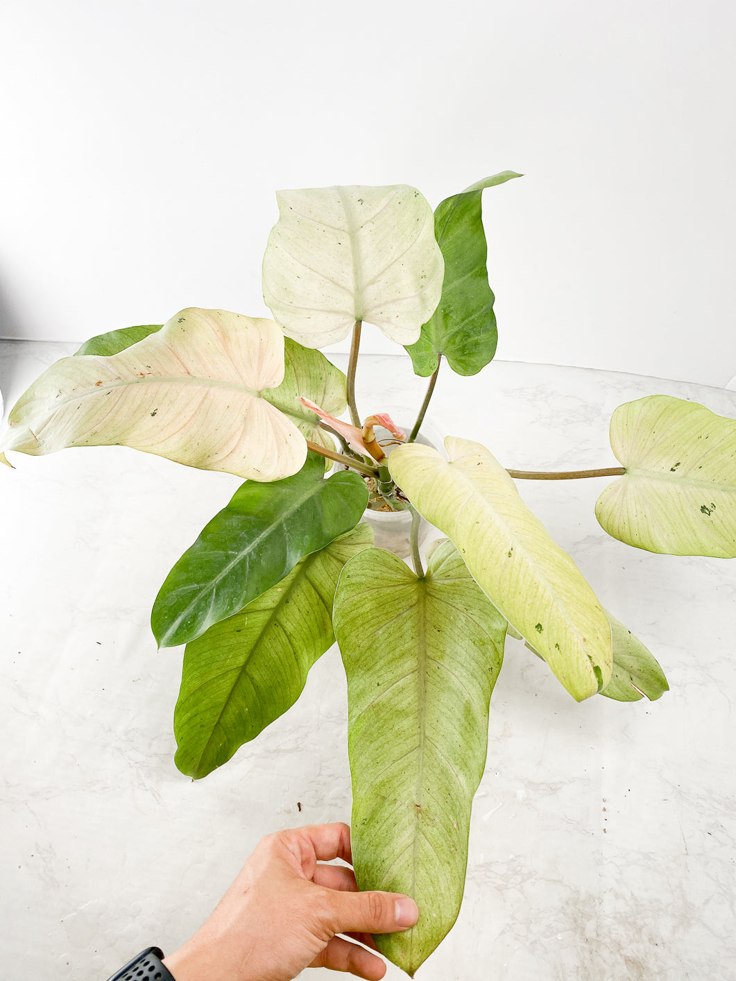 Philodendron Whipple Way Rooting double nodes and sprouts