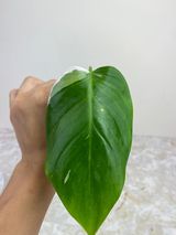 Philodendron white princess cutting rooting in moss