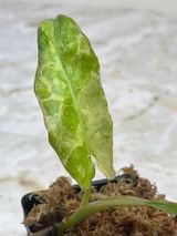 Private sale: Philodendron paraiso verde slightly rooted