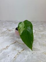 Private sale: Philodendron white princess rooting in moss 1 leaf and 1 sprout $80