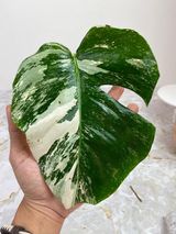 Private Sale: Monstera albo huge leaf rooted $275