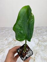 Private Sale: Philodendron white princess rooted $75