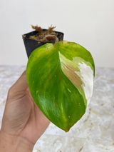 Private sale: Philodendron white knight slightly rooted $80