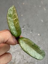 Private Sale: Hoya carnosa grey ghost cutting $125