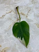 Private sale:Philodendron white princess rooting cutting $70