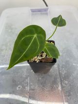 Private sale Anthurium forgetii rooted $45