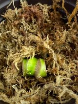 Private sale: Monstera Esqueleto rooting triple node with 3 sprouts: $110