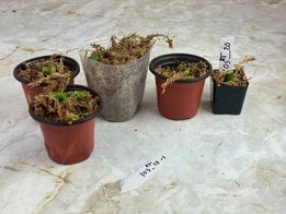 Private sale: Grower Choice: Monstera Esqueleto rooting node $90 each.