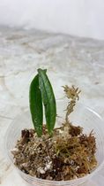 Hoya sulawesiana slightly rooted 2 leaves