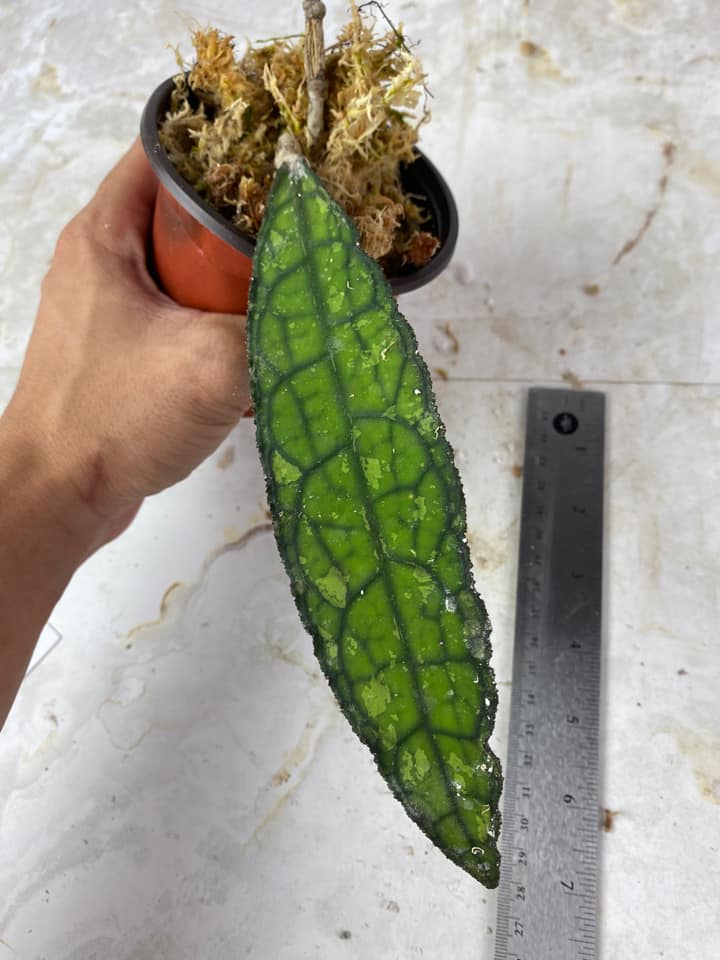 Hoya clemensiorum rooted 7” leaf