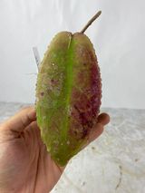 Hoya undulata slighty rooted sunstressed