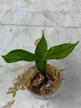Hoya kennejiana variegated slightly rooted 3 leaves