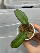 Hoya erythrina 2 leaves Rooted