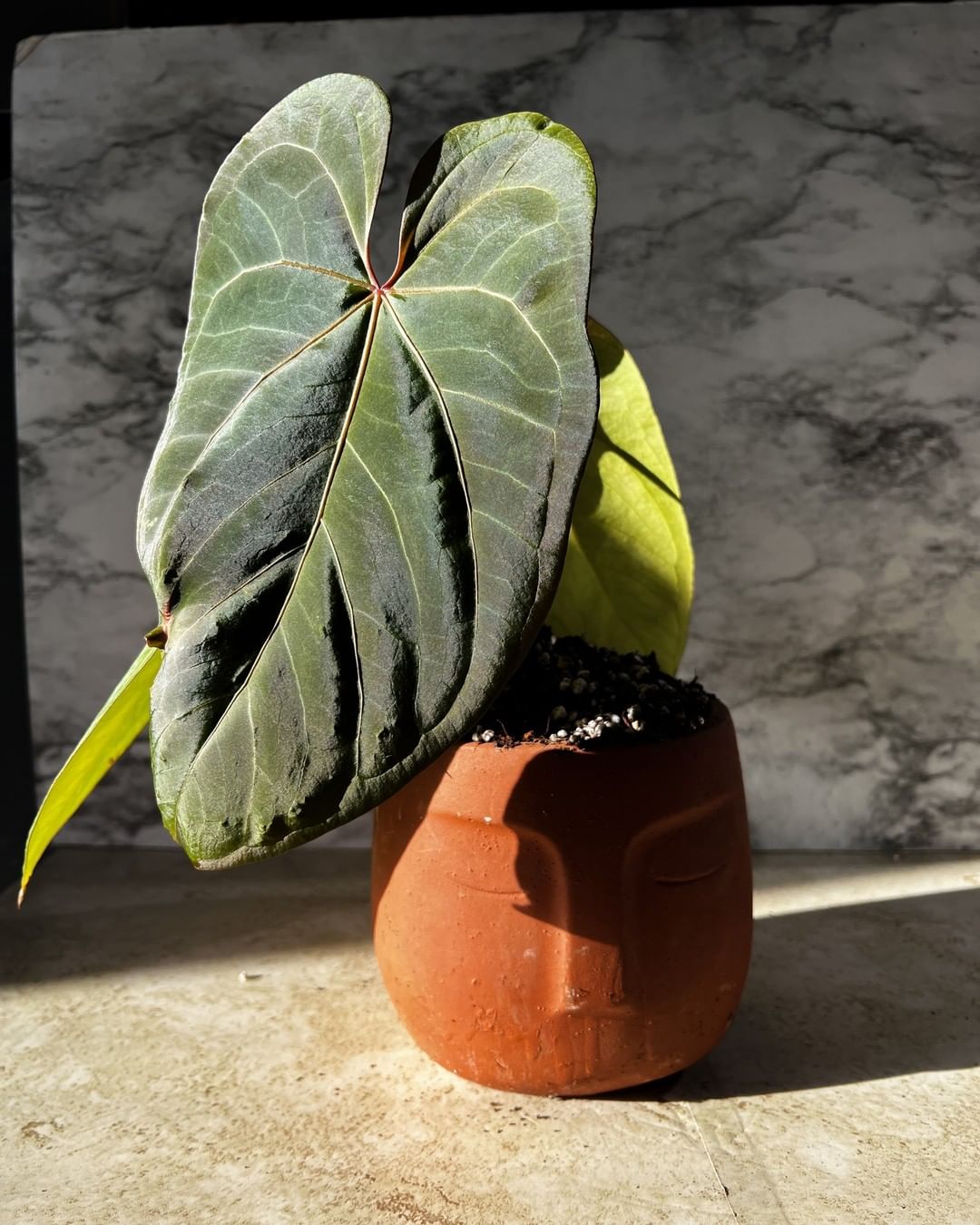 Anthurium papillilamium x king of spades fully rooted node