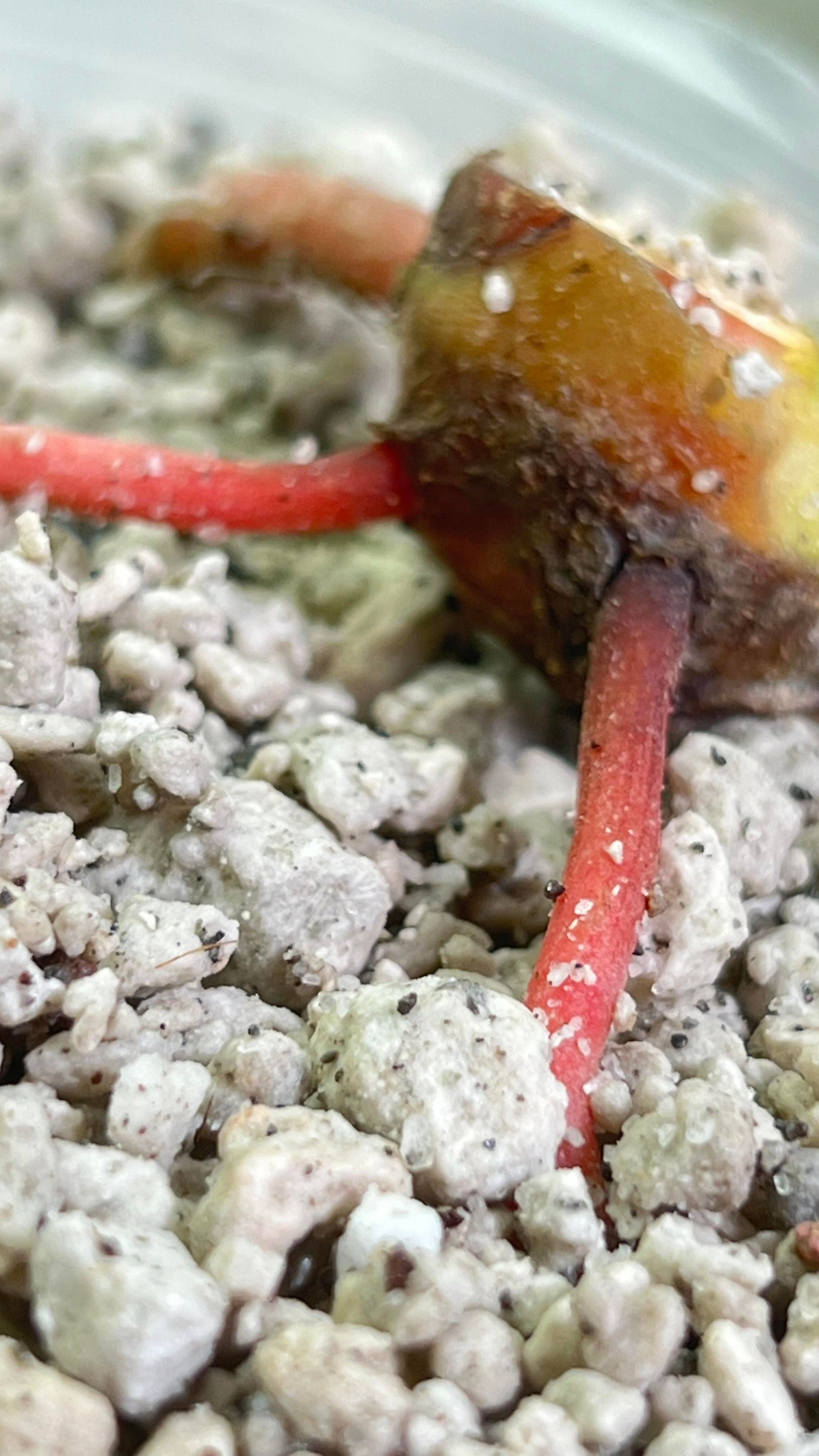Anthurium Regale rooted node