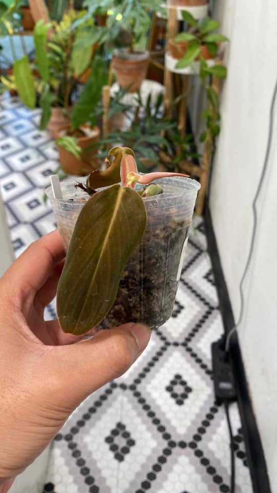 Free Addon DO NOT BUY: Philodendron gigas