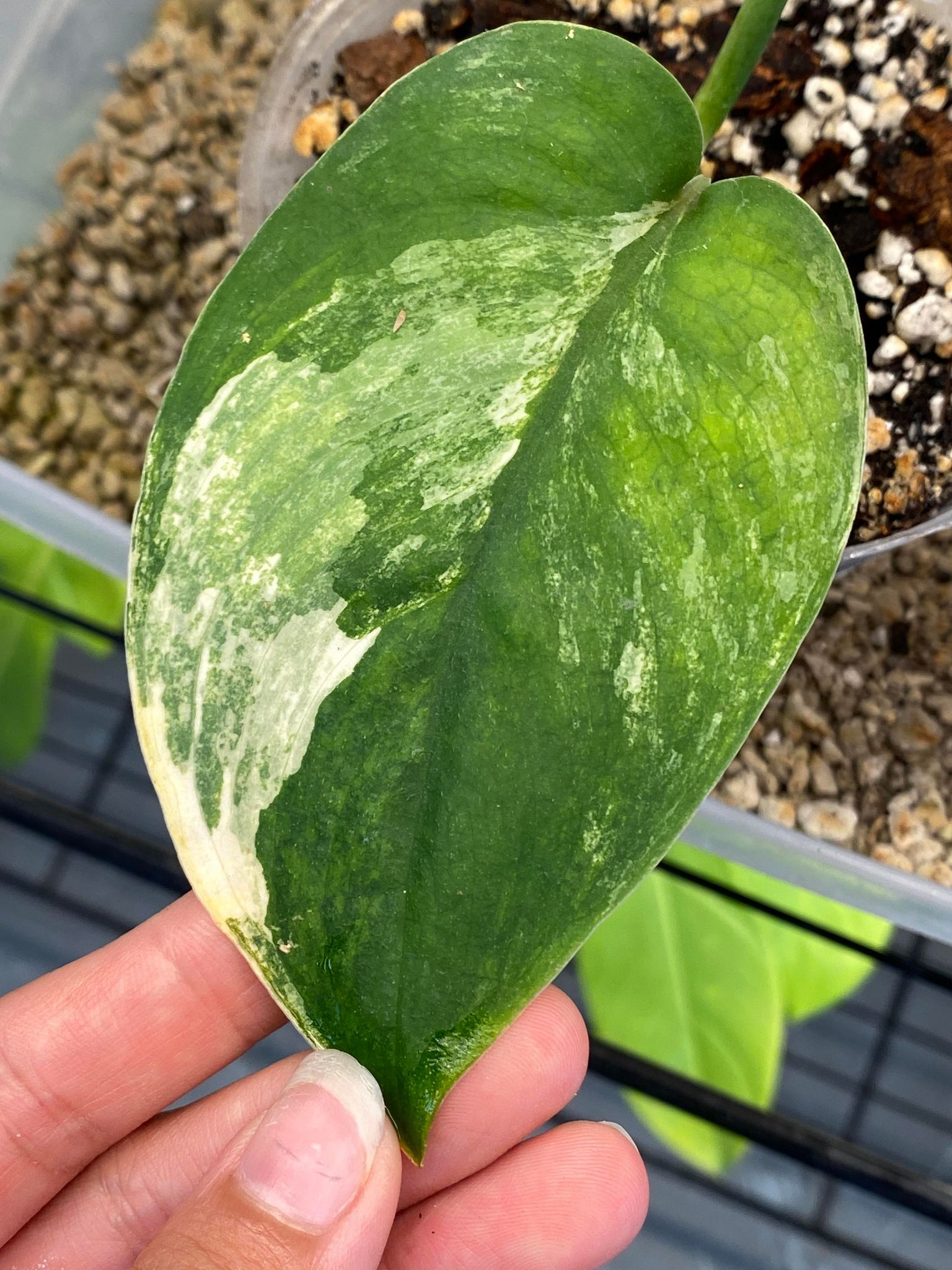 Scindapsus Jade Satin variegated 2 leaves 2 sprouts fully rooted
