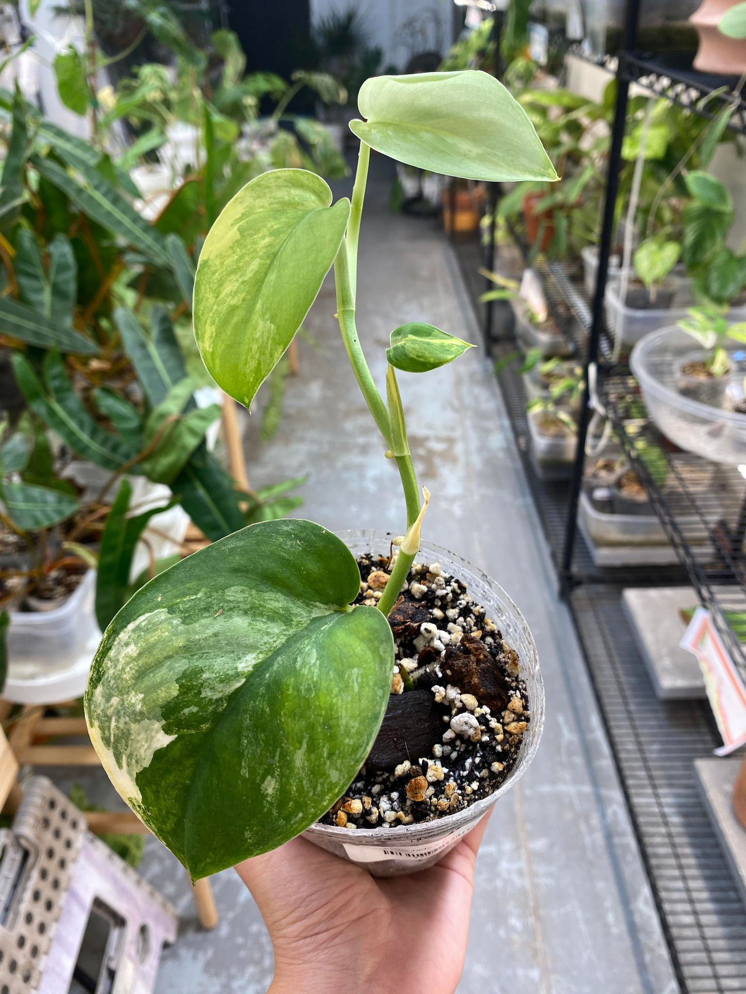 Scindapsus Jade Satin variegated 2 leaves 2 sprouts fully rooted