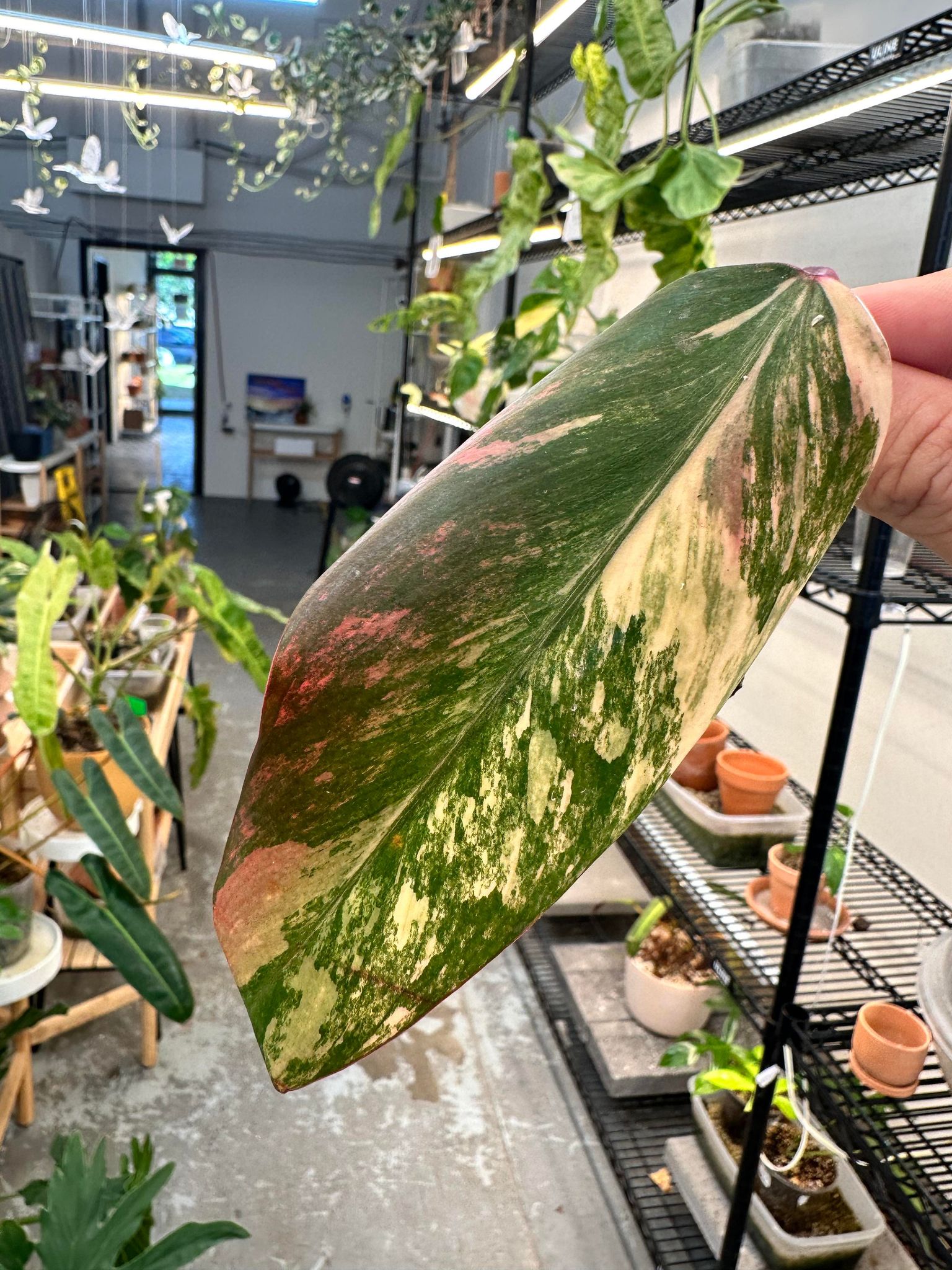Private sale: Philodendron Strawberry Shake