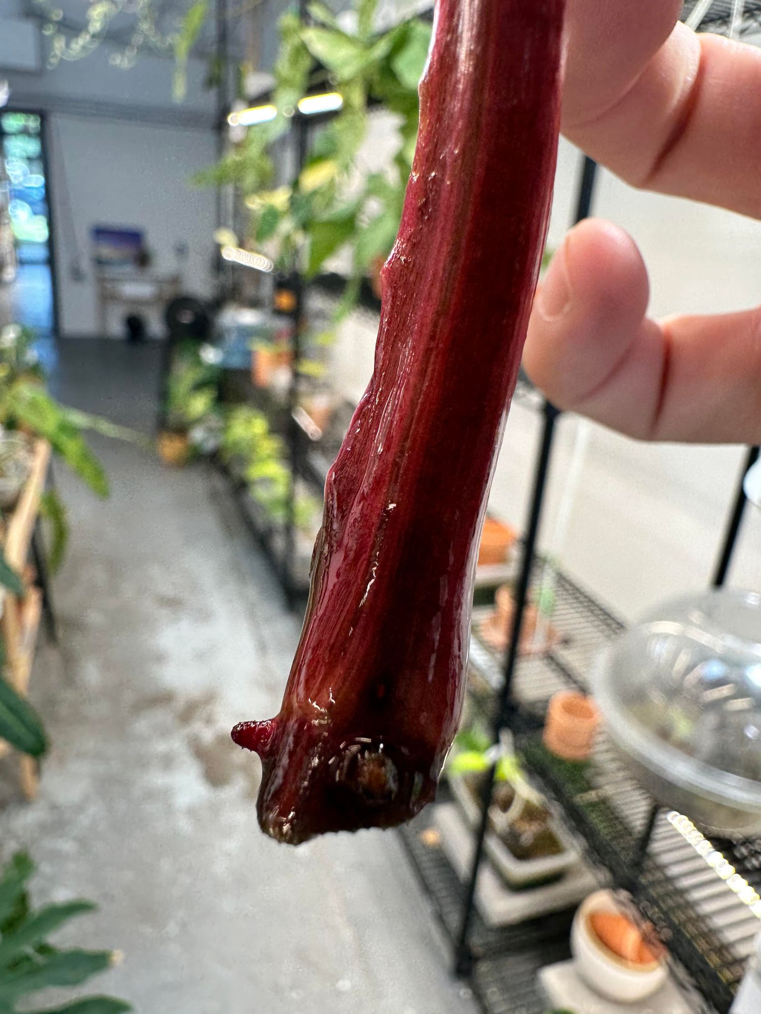 Private sale: Philodendron Strawberry Shake