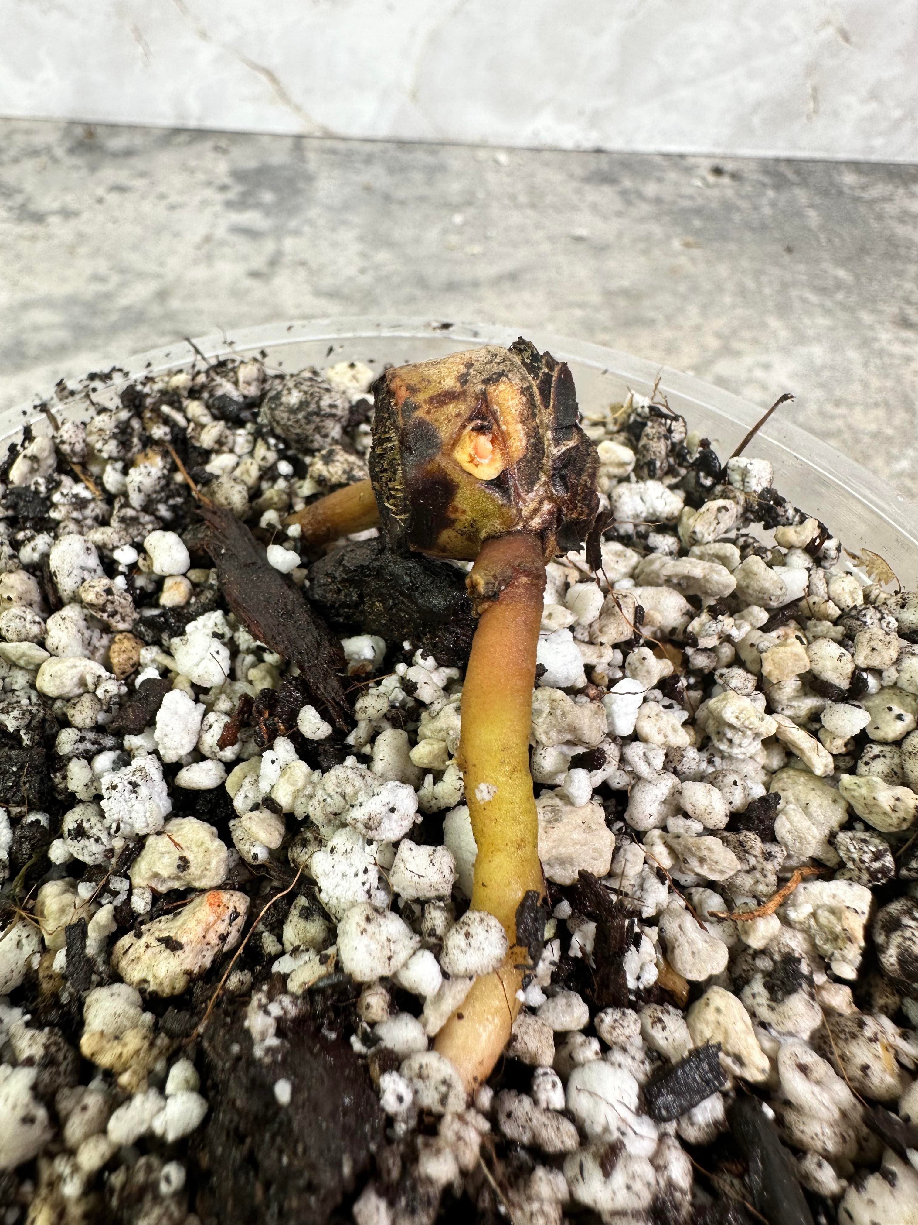 ANTHURIUM ACE OF SPADES node rooted with 1 activated bud. Free 1 golden flame cutting