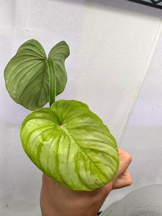 Philodendron Mamei Silver