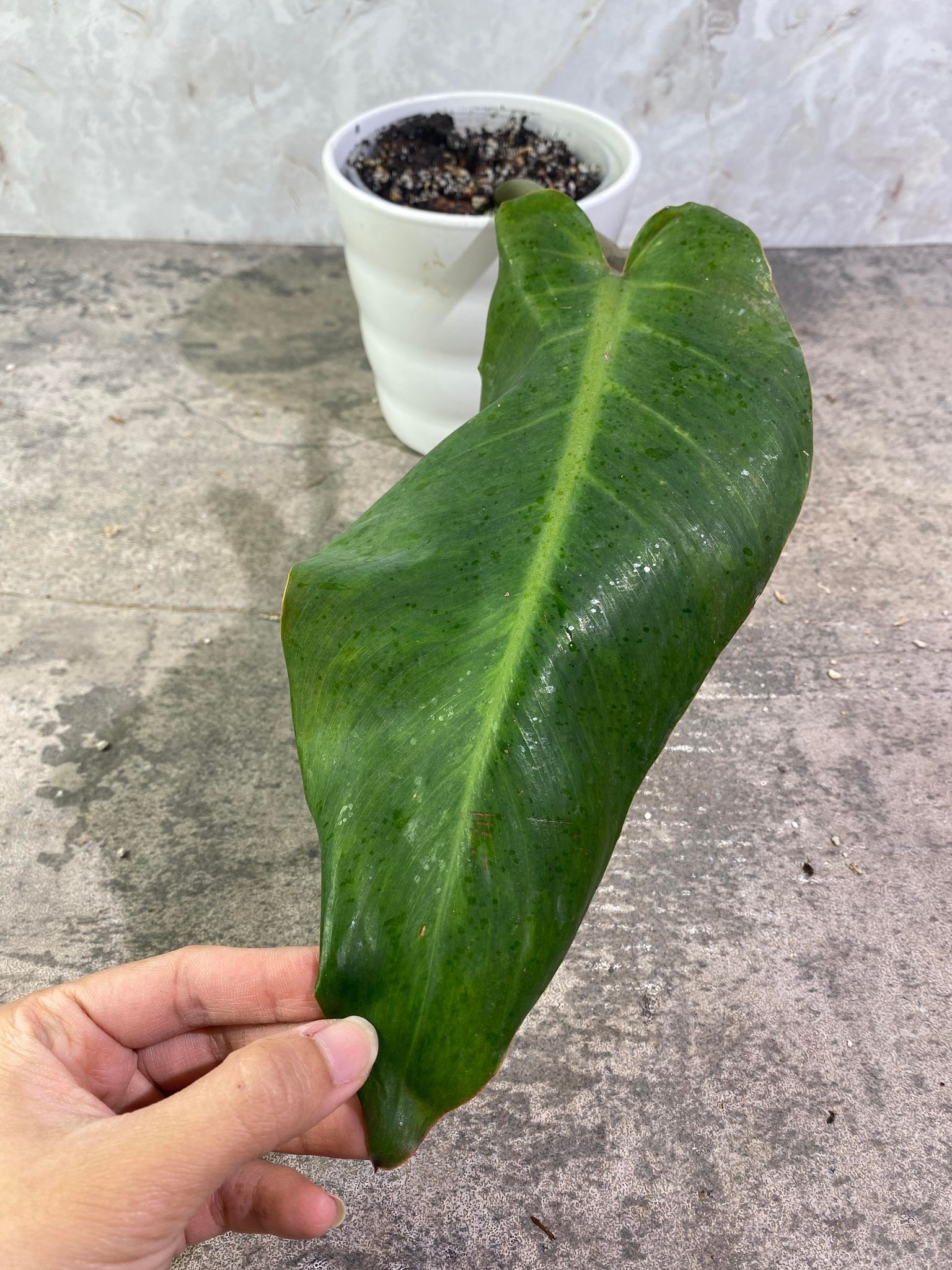 Private Sale: Philodendron Orange Mamalade 1 leaf double node rooted