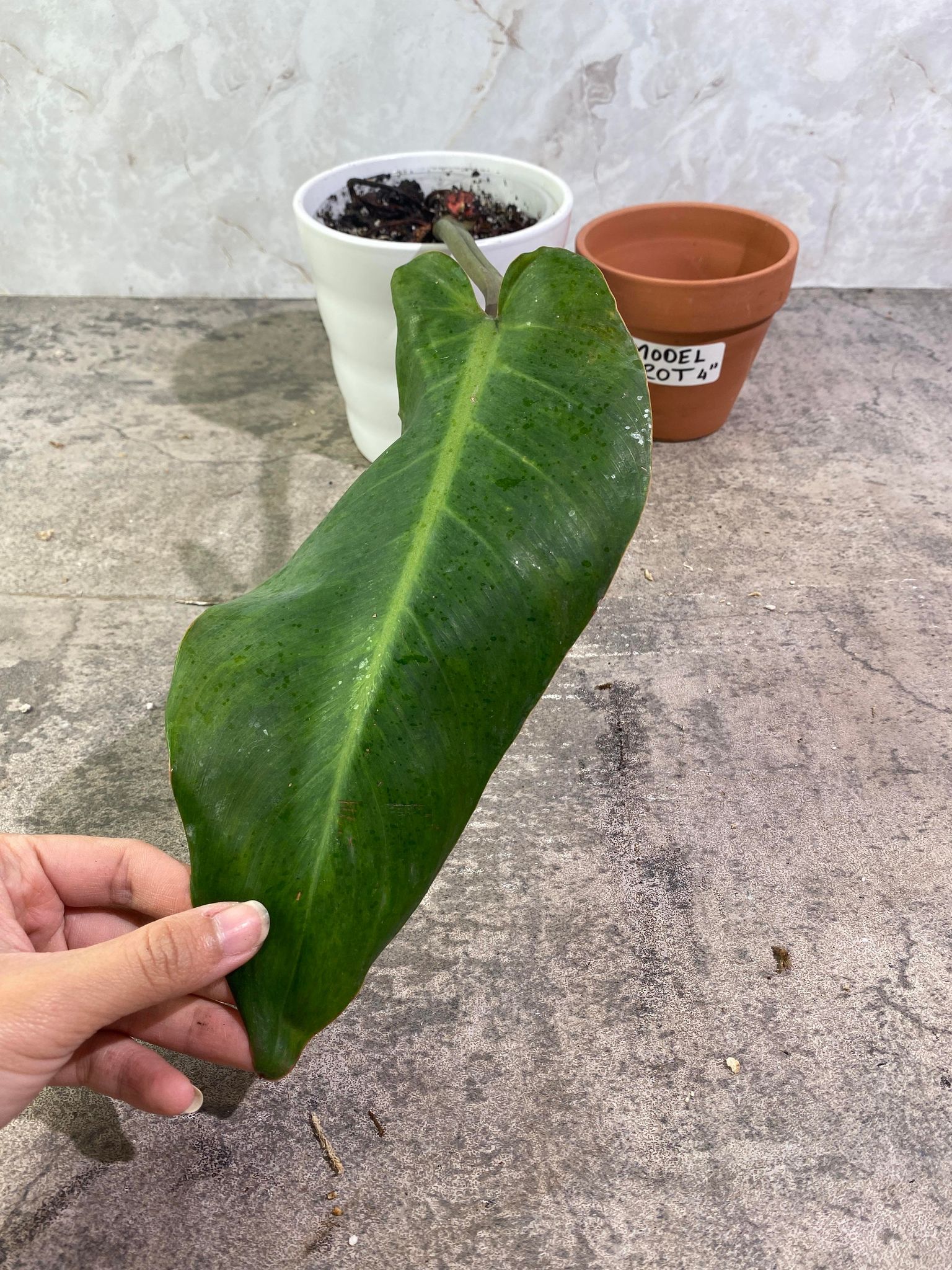 Private Sale: Philodendron Orange Mamalade 1 leaf double node rooted