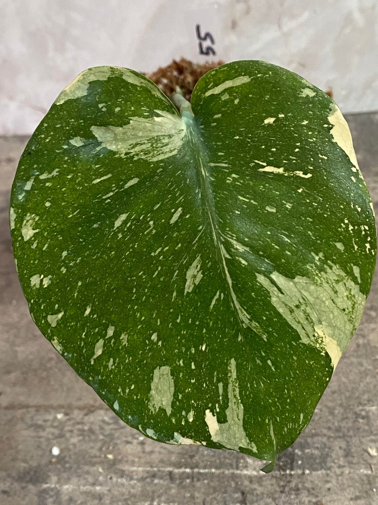 Private Sale: Monstera Thai Constellations