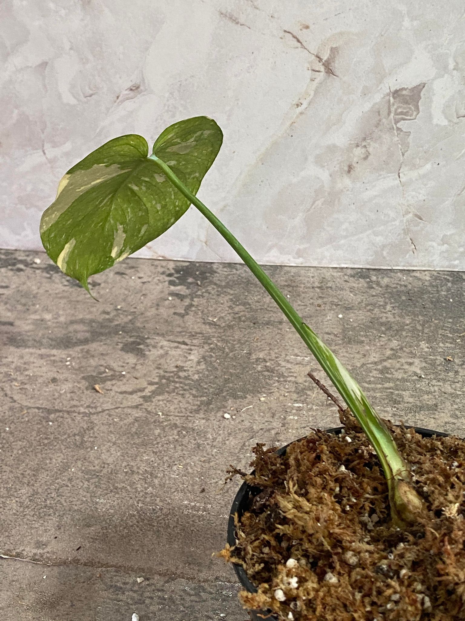 Private Sale: Monstera Thai Constellations