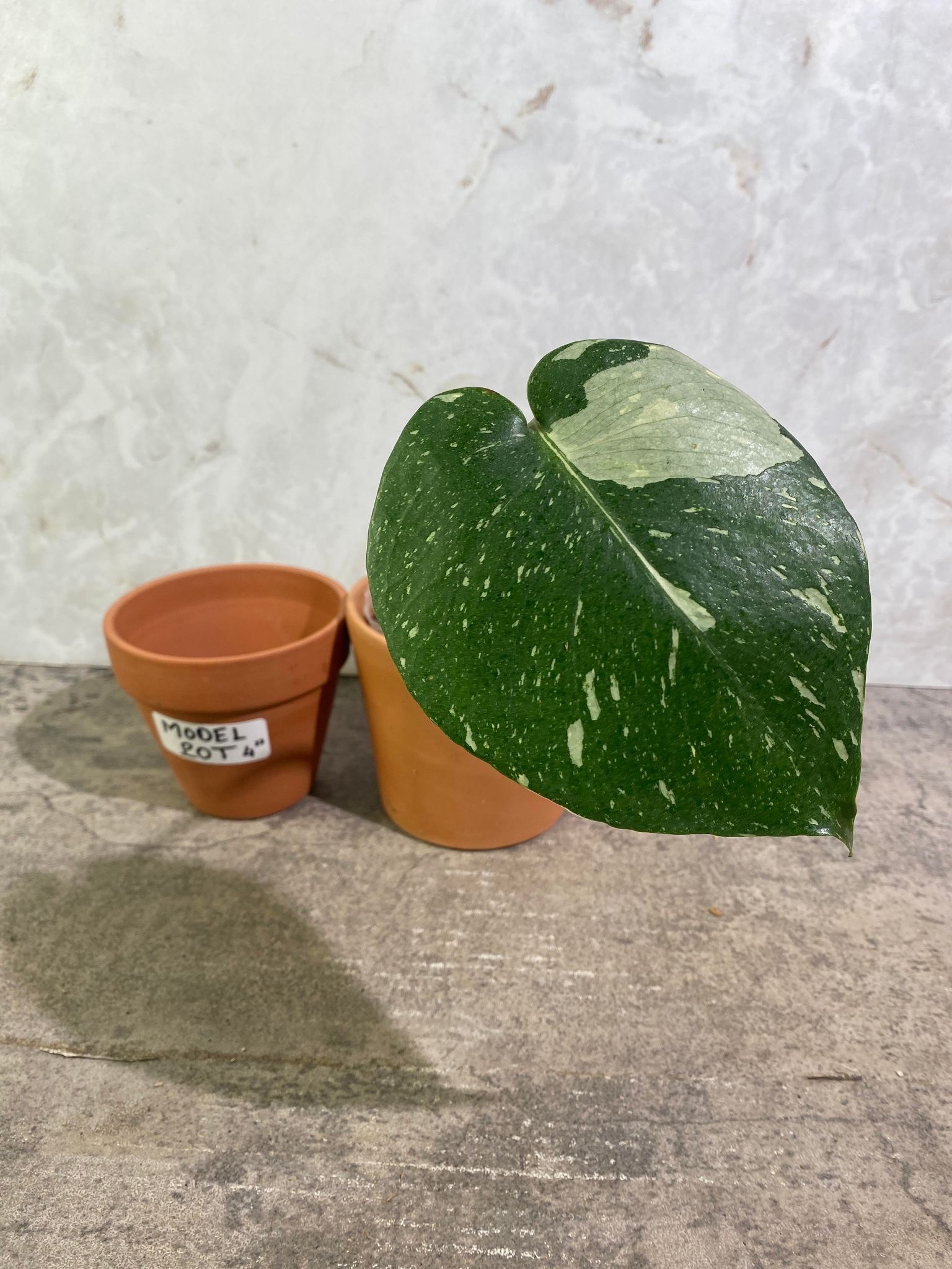 Private Sale: MOnstera Thai Constellation 1 leaf slightly rooted