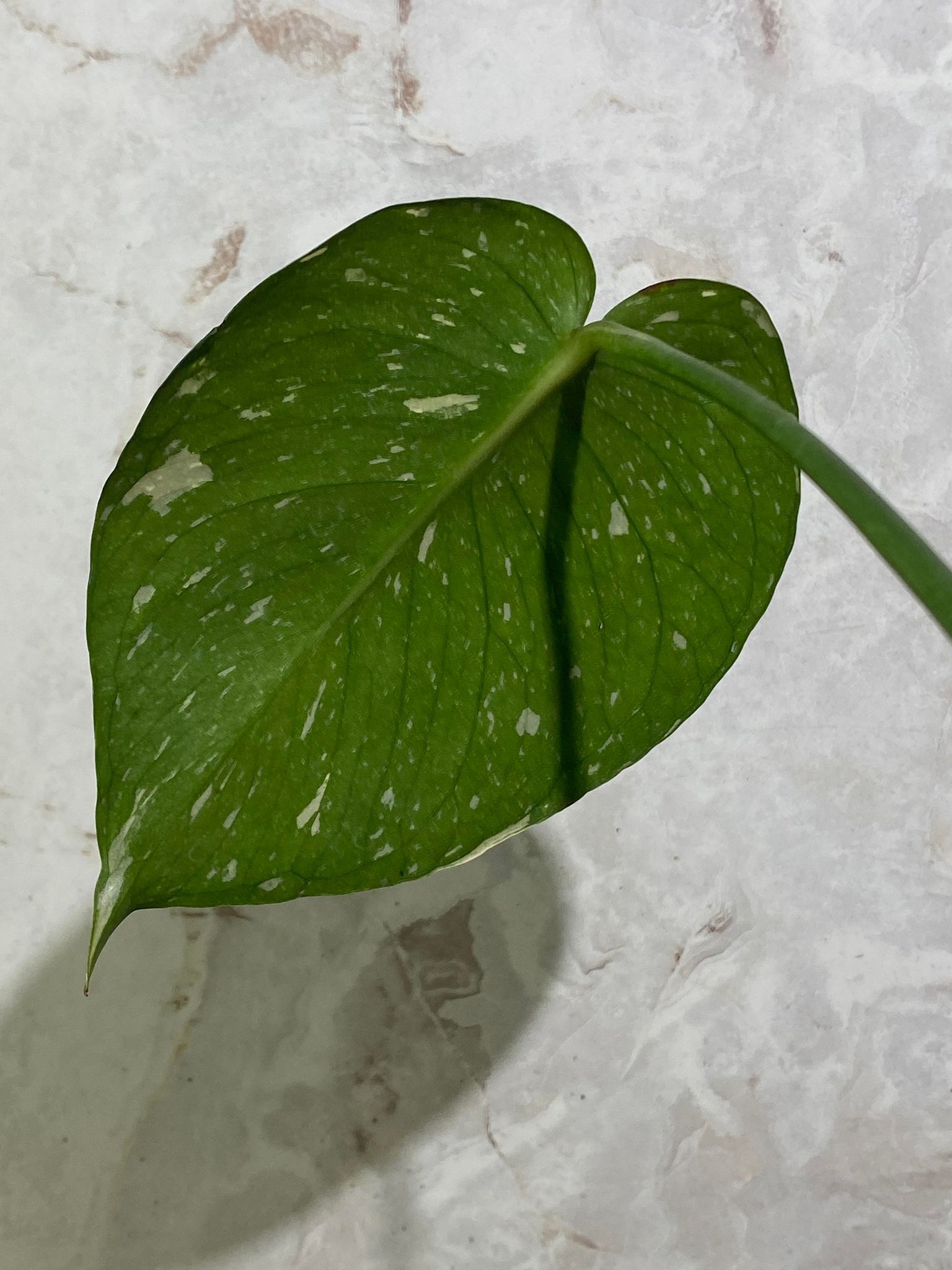 Private Sale: MOnstera Thai Constellation 1 leaf slightly rooted