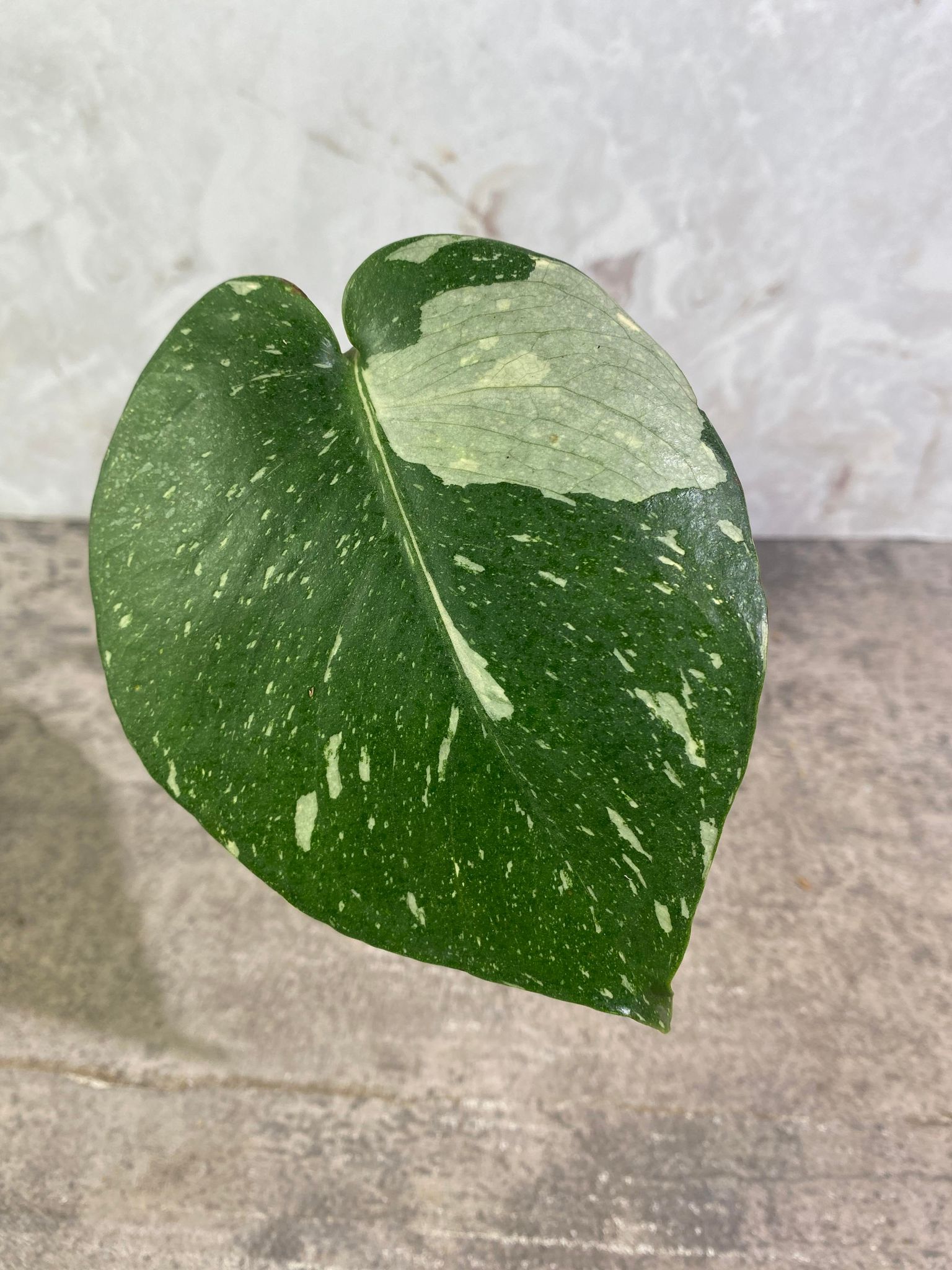 Private Sale: MOnstera Thai Constellation 1 leaf slightly rooted