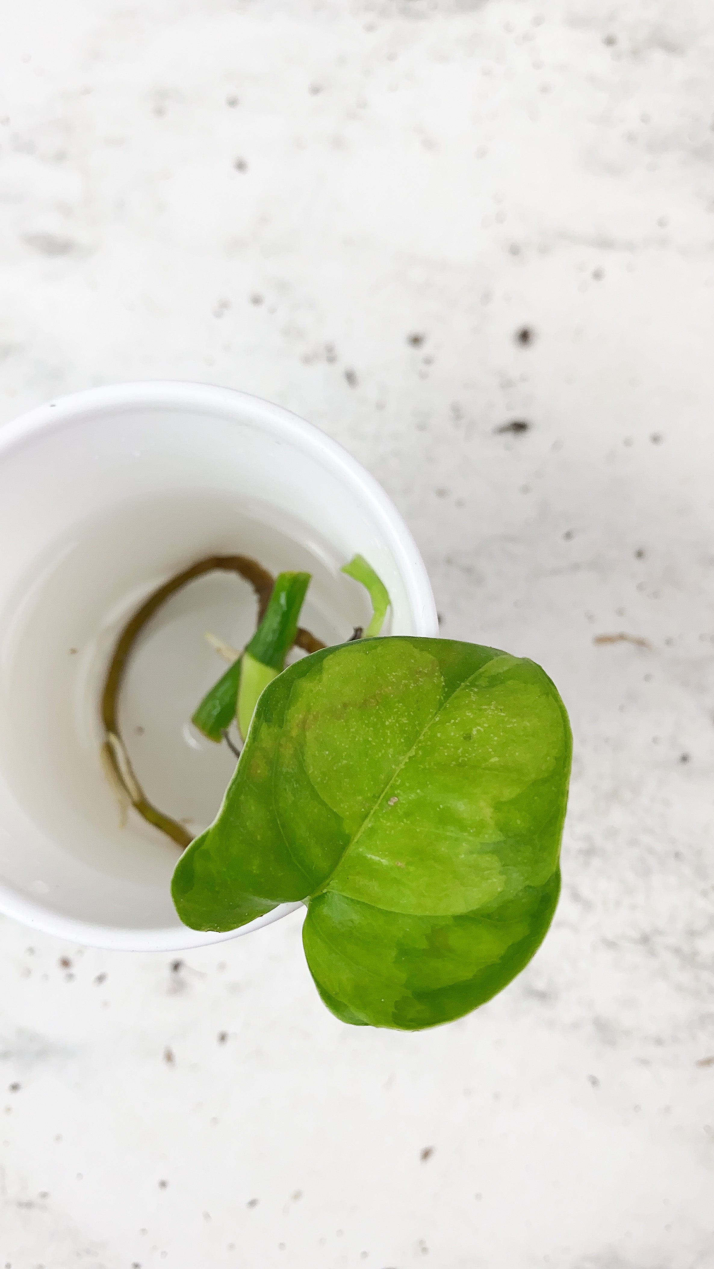 DO NOT BUY: Free addon: Global green Pothos