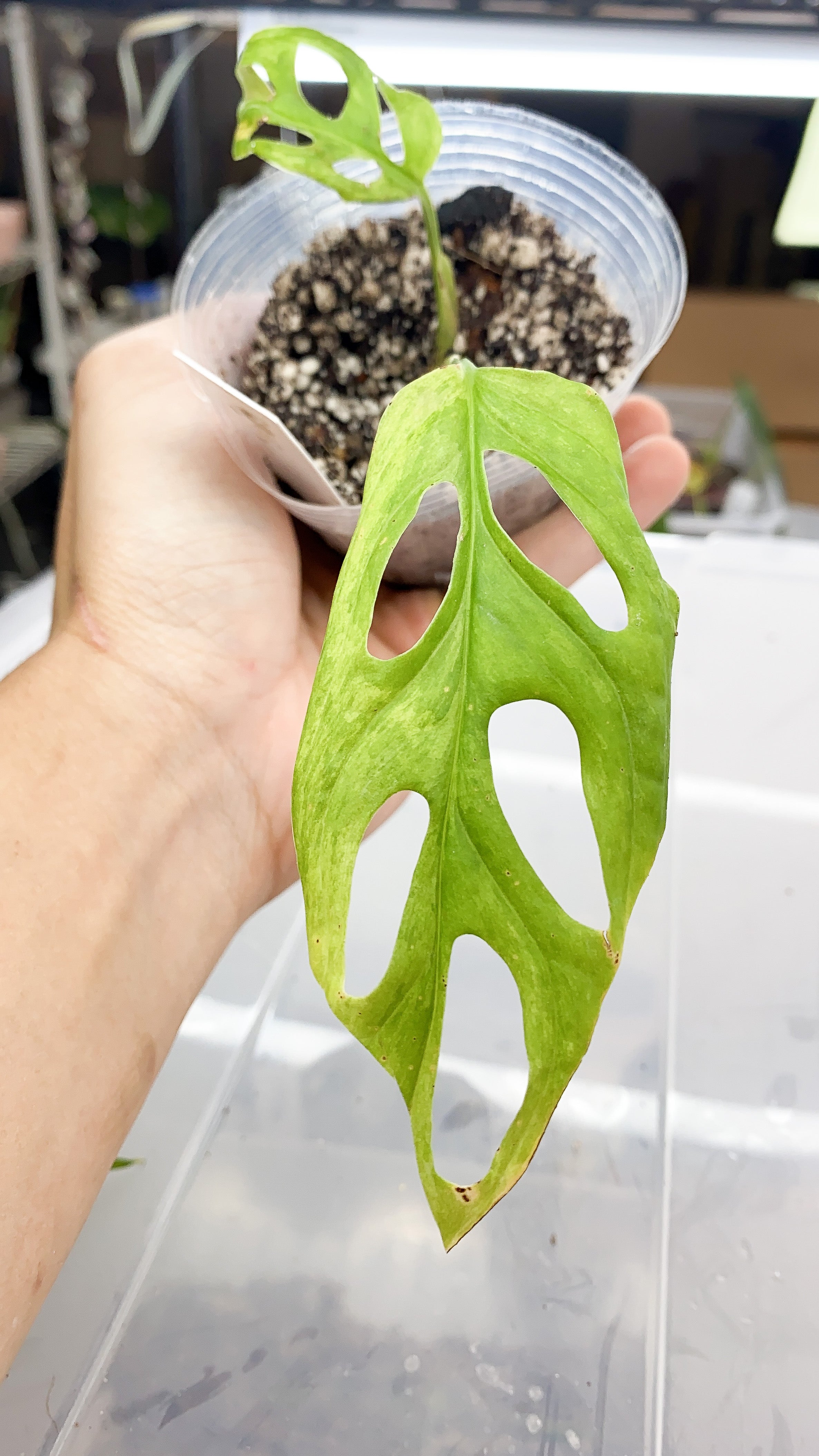 Monstera Adansonii Mint/ aurea rooted