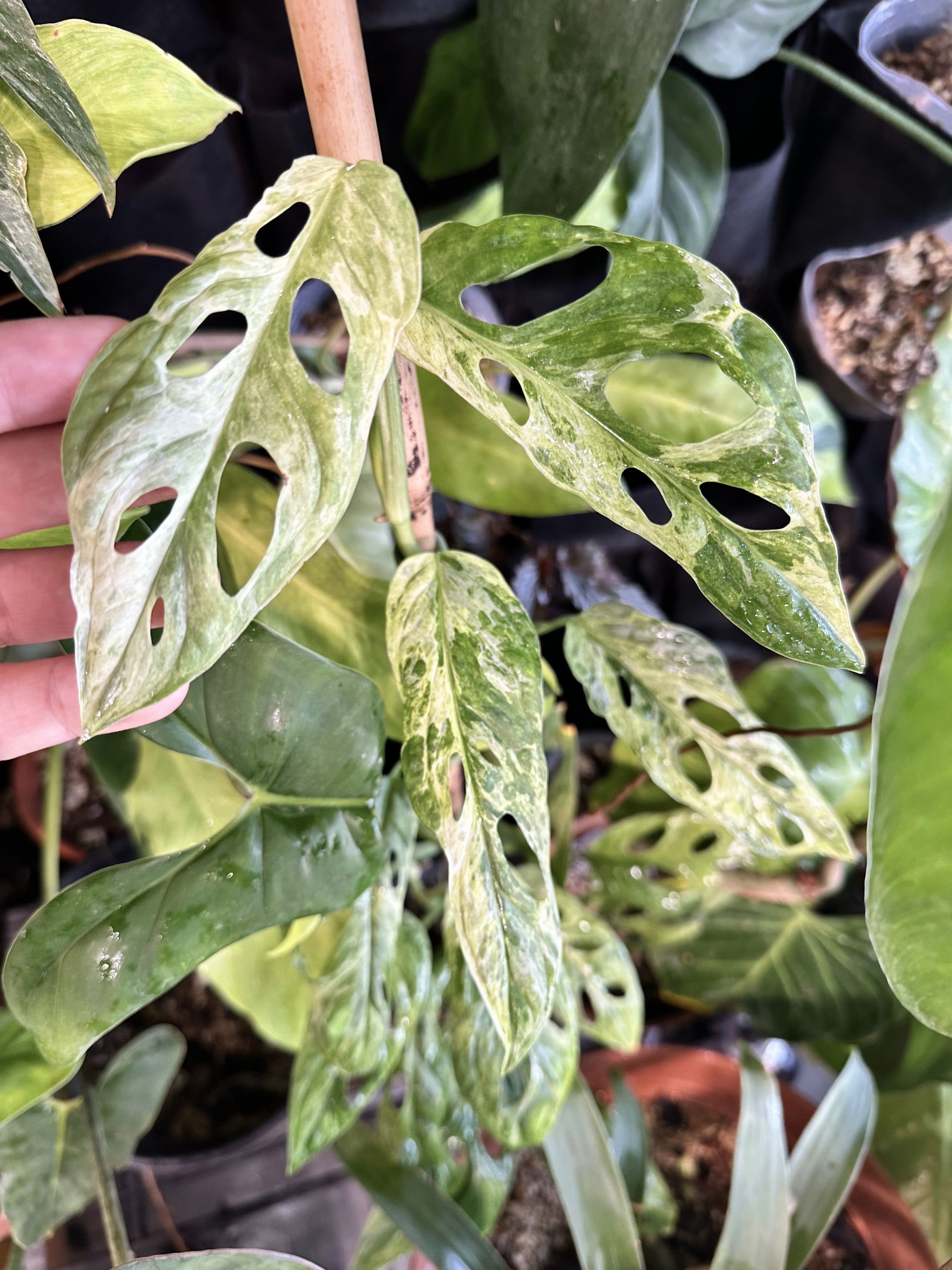 Monstera Adansonii Super Mint Rooted 2 leaves