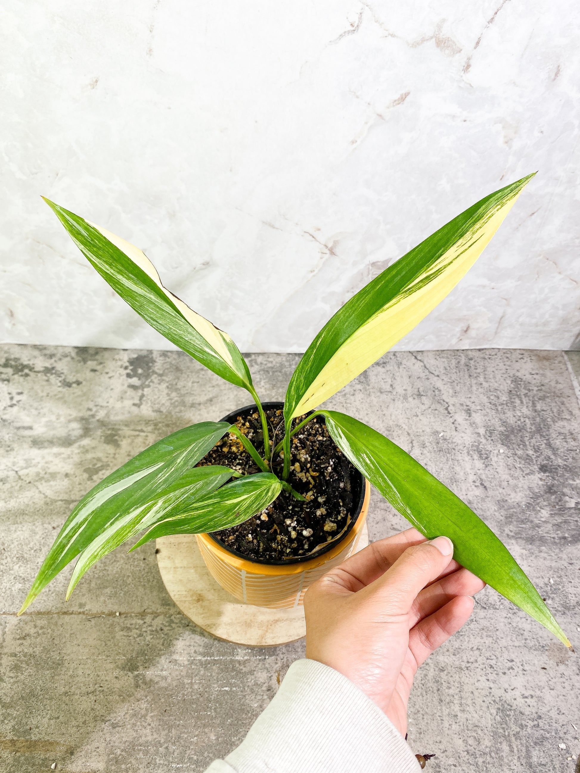 Epipremnum amplissimum variegated triple nodes Rooted