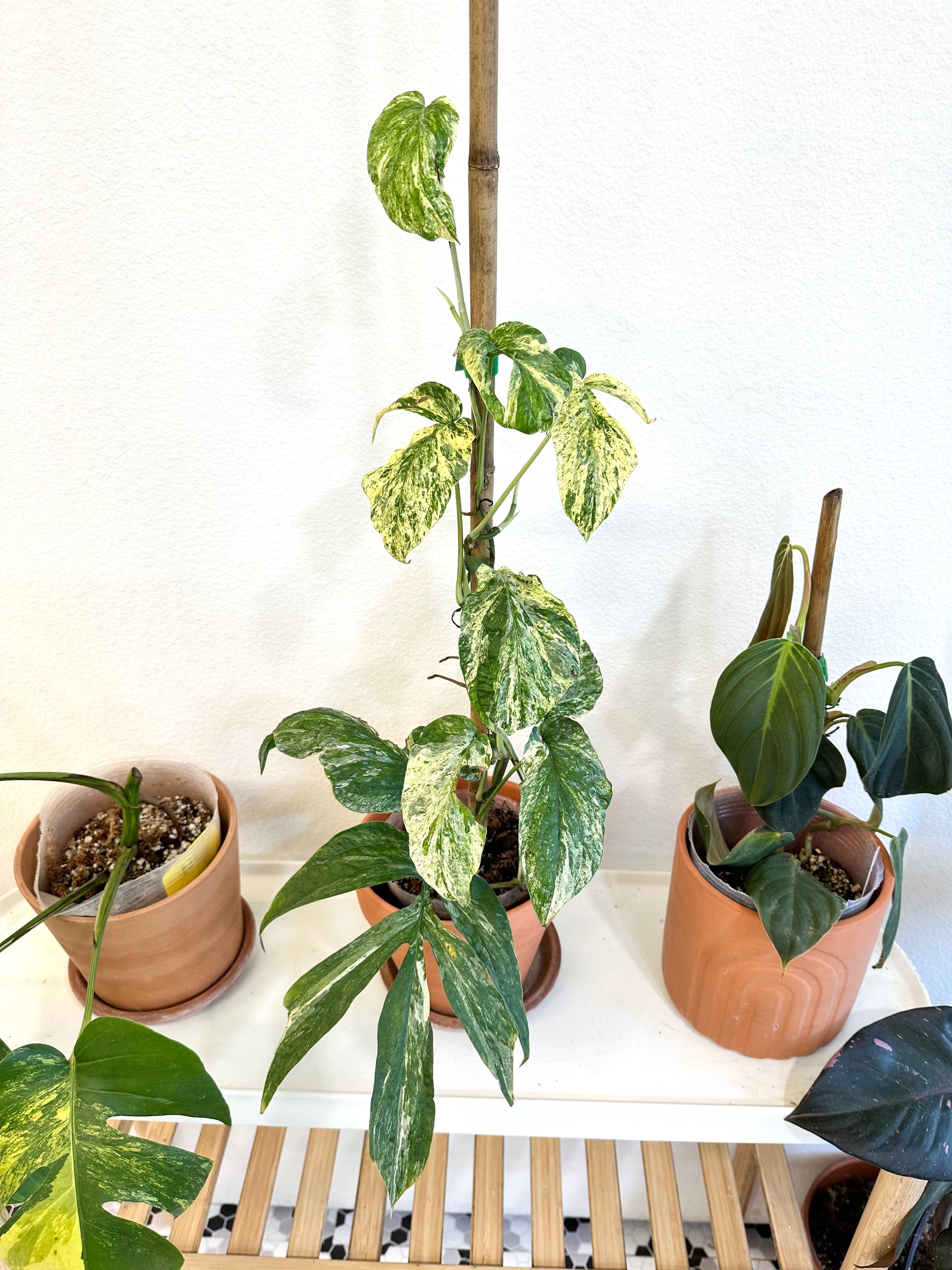 Amydrium Medium Variegated Rooted 2 leaves 2 sprouts