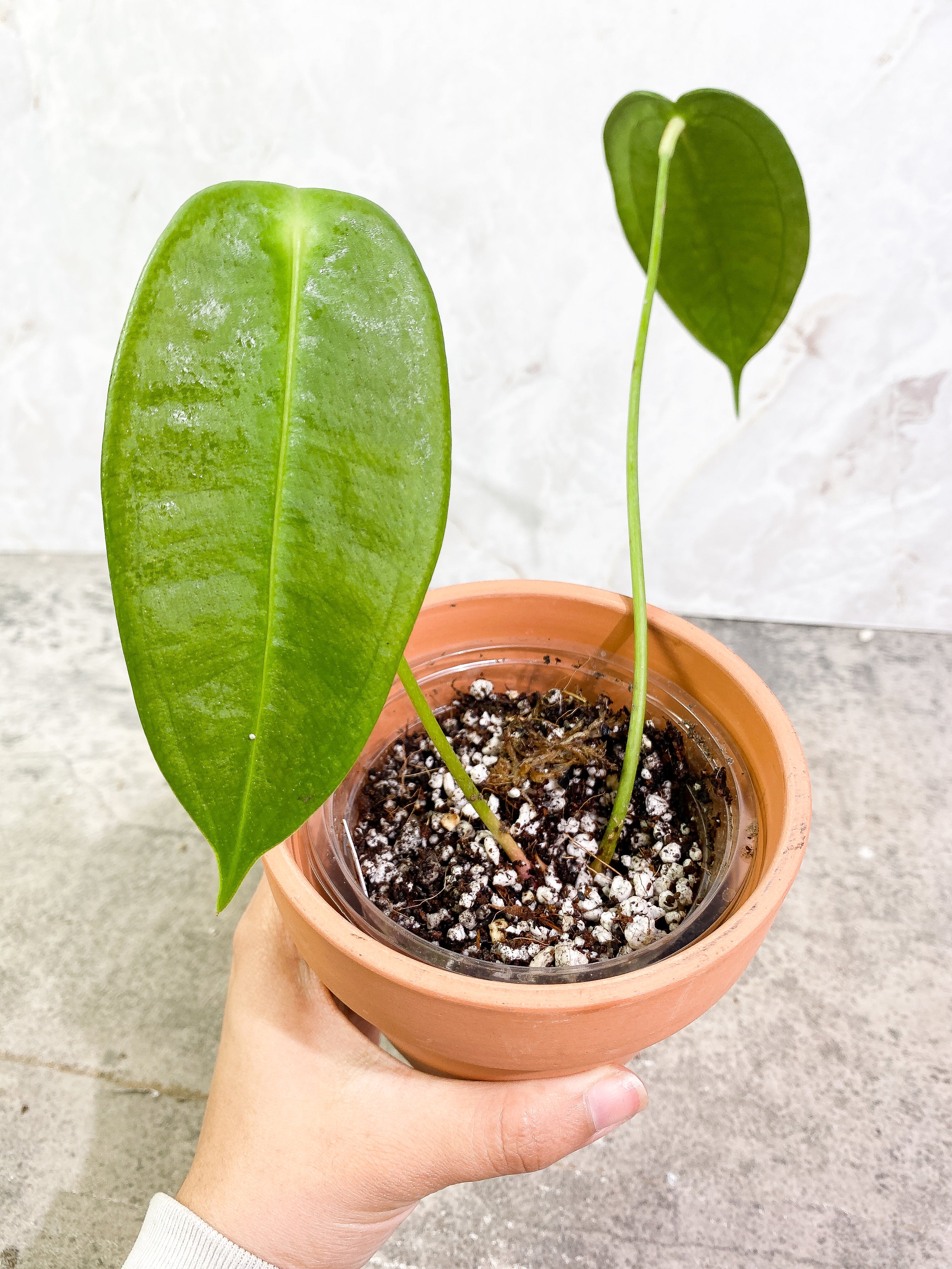Anthurium Peltigerum long and narrow Rooted node 1 growing bud