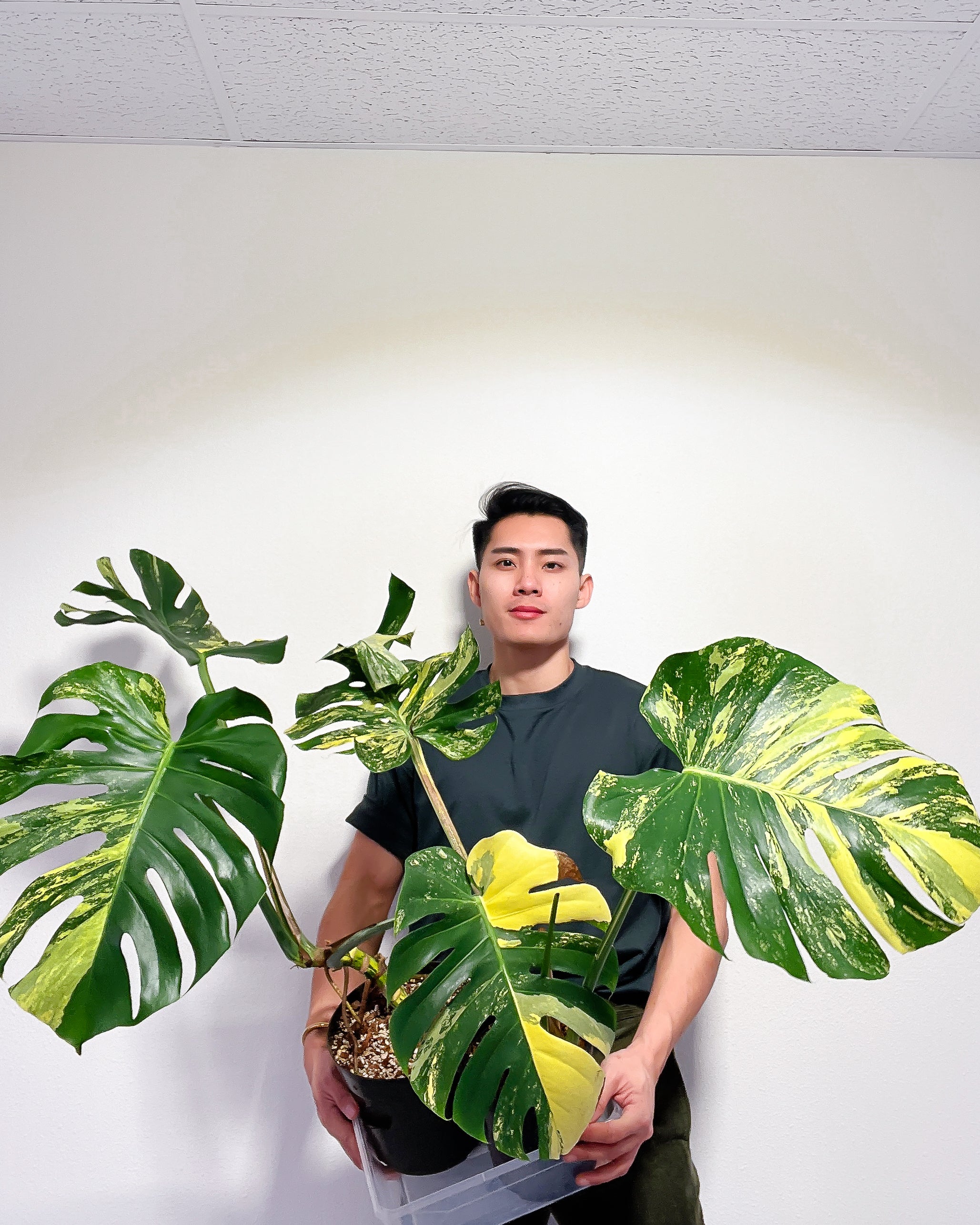 Unicorn: Monstera Aurea Large Form Rooted 1 leaf 2 sprouts