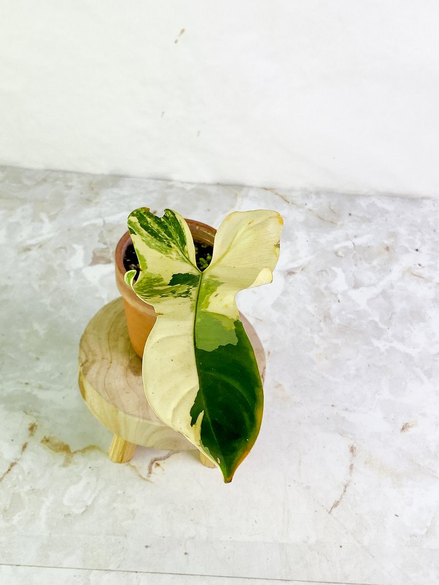 Philodendron bifennifolium varigated Rooted node