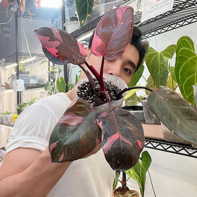 Grower Choice: Black cherry Philodendron sprout