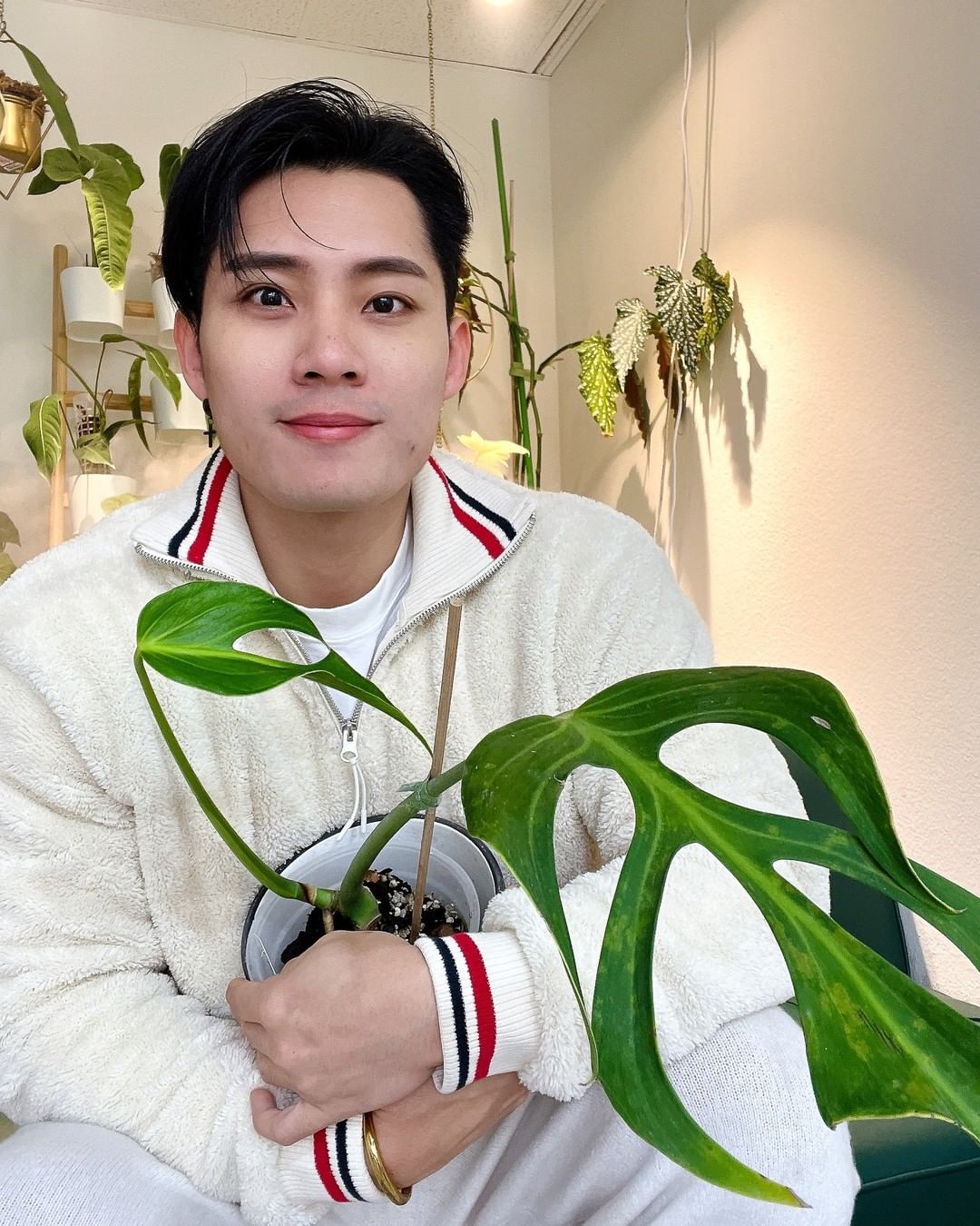 Monstera Burle Marx Flame 3 leaves slightly rooted in moss