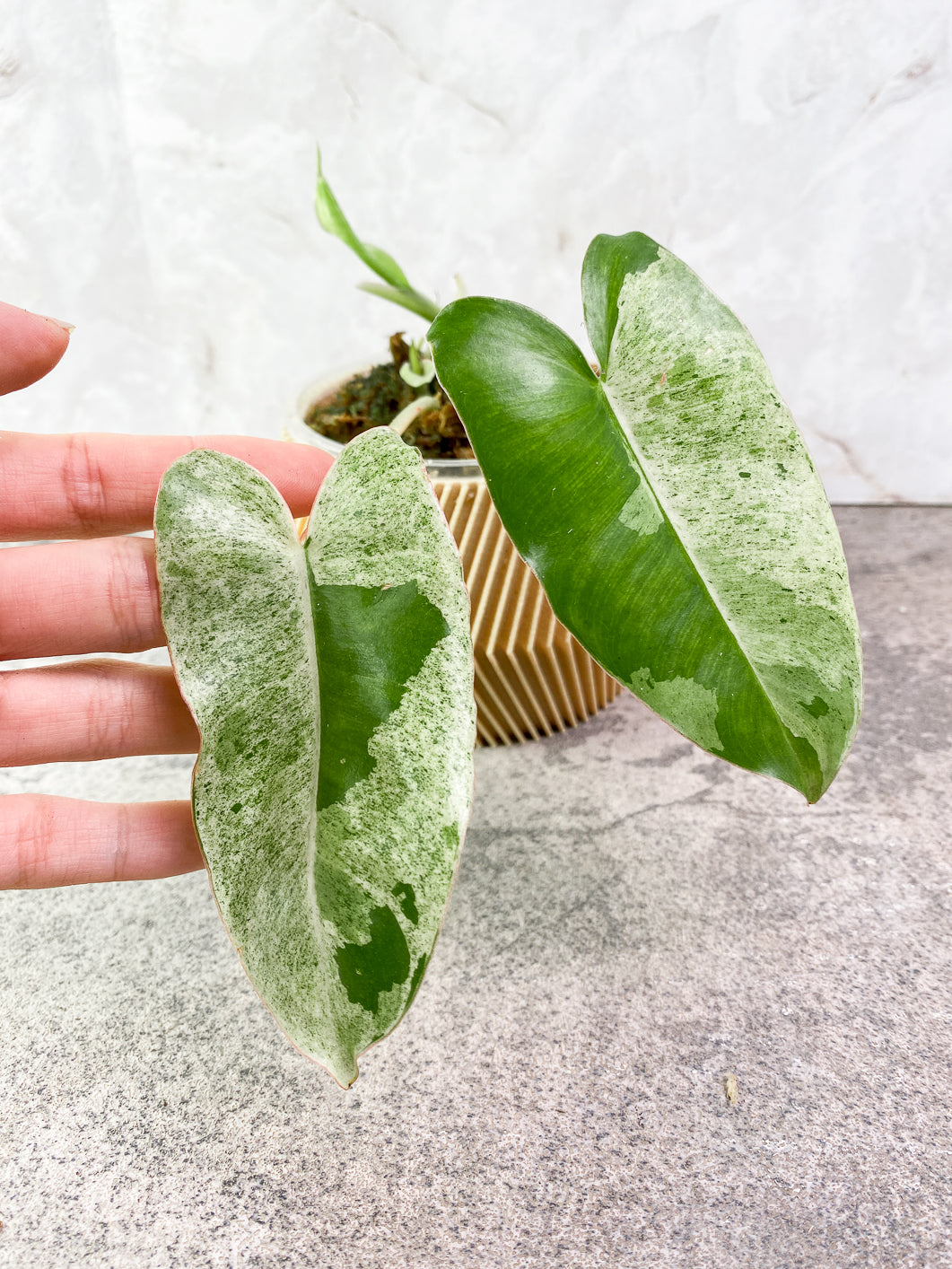 Philodendron Burle Marx Variegated Mint 1 leaf 1 sprout Slightly Rooted